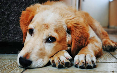 A Dog Brings Love to Strangers