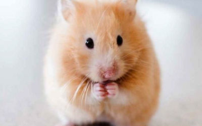 The Hamster Who Taught Me Compassion