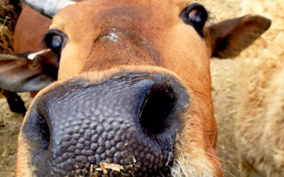 The Love Song a Steer Loves