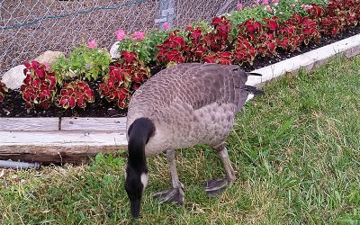 Spiritual Communication with a Goose