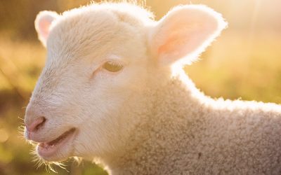 What Is a Lamb’s Life Purpose?