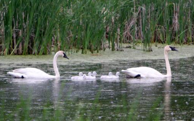 A Swan Family