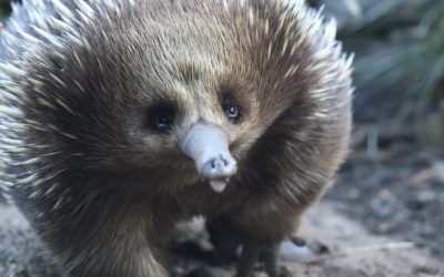 A Town Slows Down to Save an Echidna