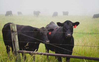 A Golden Moment in the Cow Pasture