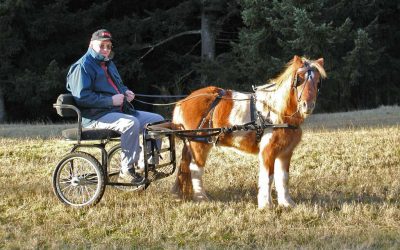 A Horse Heals My Heart