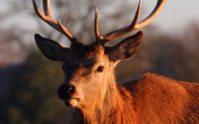 Magnificent Mountain Elks and a Spiritual Exercise