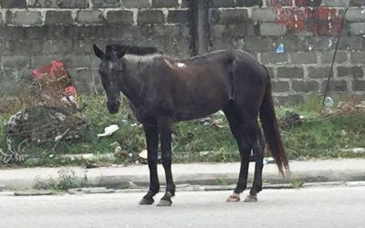 Singing “HU” to a Horse in Nigeria