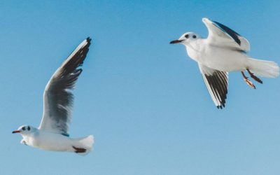 Seabird Rescue