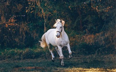 The Horse Who Opened My Heart to Love